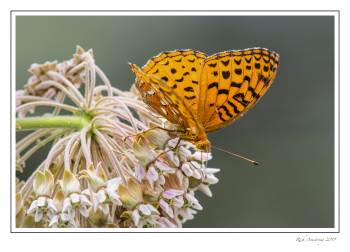 butterfly 1e.jpg